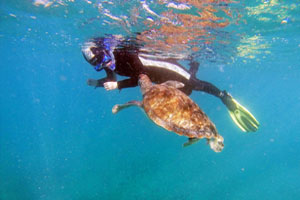 Snorkeling z żółwiem